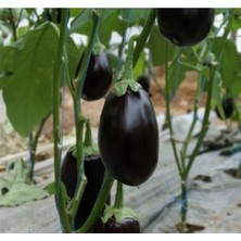 MarkEntegra Topan Patlıcan Tohumu - 5 Gram