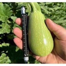 MarkEntegra Dolmalık Kabak Tohumu - 10 Gram