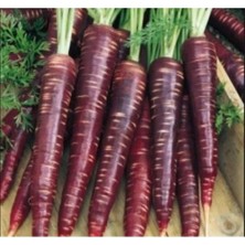 MarkEntegra Mor Havuç Tohumu - 5 Gram