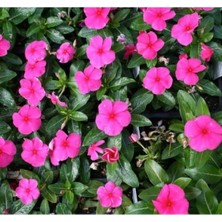 MarkEntegra Renkli Rozet Çiçeği Tohumu (Çok Dallanan) - 15 Tohum