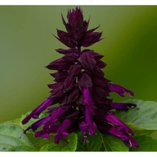 MarkEntegra Mor Renkli Bodur Ateş Çiçeği Tohumu - 15 Adet