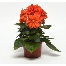 MarkEntegra Turuncu Renkli Bodur Çok Çiçekli Yıldız Çiçeği Tohumu - 10 Adet