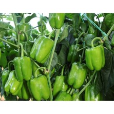 MarkEntegra Doğal Biber Kandil Dolma Tohumu - Yüksek Kalite