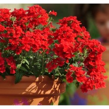 MarkEntegra Mine Çiçeği Tohumu - Sarkan Çok Dallanan - Kırmızı Renkli - 10 Tohum