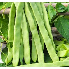 MarkEntegra Kaliteli Alman Ayşe Fasulye Tohumu - 25 Gram