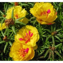 MarkEntegra Sarı Renkli Katmerli Çok Çiçekli Ipek Çiçeği Tohumu - 40 Tohum