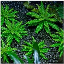 MarkEntegra Pogostemon Helferi In Vitro Cup Canlı Bitki