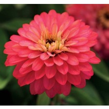 MarkEntegra Somon Renkli Iri Çiçekli Zinnia Tohumu - 5 Tohum