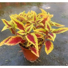 MarkEntegra Sarı Yaprak Güzeli F1 Tohumu - 40 Adet