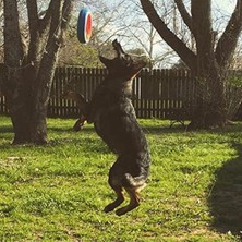 MarkEntegra Büyük Boy Köpek Oyun Halkası - Uçan Oyuncak