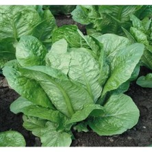 MarkEntegra Yedikule Marul Tohumu - 5 Gram