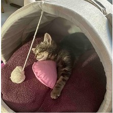 MarkEntegra Catnip ve Kedi Zili Içeren Dinamik Kedi Oyuncağı