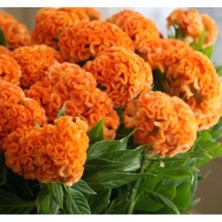 MarkEntegra Turuncu Renkli Horoz Ibiği Balta Tohumu - 20 Adet