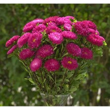 MarkEntegra Uzun Boylu Gül Renkli Kasımpatı Çiçeği Tohumu - 5 Adet