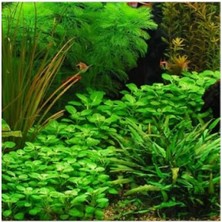 MarkEntegra Lobelia Cardinalis Saksı Canlı Bitki