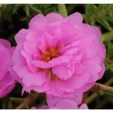 MarkEntegra Pembe Katmerli Ipek Çiçeği Tohumu - 40 Adet - Bol Çiçekli