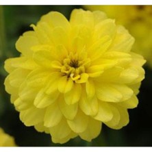 MarkEntegra Sarı Kirli Hanım (Iri Çiçek) Tohumu - 5 Adet