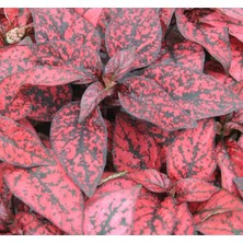 MarkEntegra Kırmızı Renkli Hostes Çiçeği Tohumu (Çilli, Geniş Yaprak) - 5 Adet