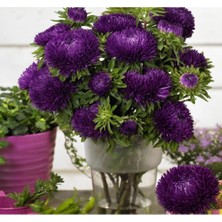 MarkEntegra Mor Aster Kasımpatı Tohumu (20 Adet)