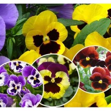 MarkEntegra Çok Renkli Hercai Menekşe Tohumu - 100 Adet