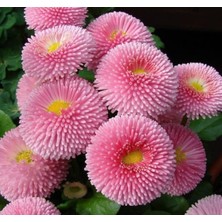 MarkEntegra Krem Şeker F1 Tohumu - 50 Adet