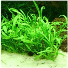 MarkEntegra Lilaeopsis Novaezelandiae Saksı Canlı Bitki