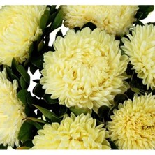 MarkEntegra Sarı Aster Kasımpatı Tohumu - 20 Adet