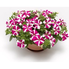 MarkEntegra Gül Yıldız Renkli Iri Çiçekli Petunya Tohumu - 15 Tohum