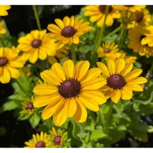 MarkEntegra Sarı Kırmızı Dalgalı Bodur Rudbekya Çiçeği Tohumu - 5 Adet