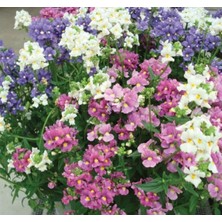 MarkEntegra Nemezya Çiçeği Tohumu - Karışık Renkli 5 Adet