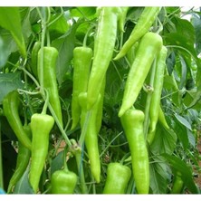 MarkEntegra Çarleston Biber Tohumu - Kaliteli ve Verimli - 5 Gram