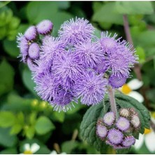 MarkEntegra Vapur Dumanı Çiçeği - 150 Tohum (Karışık Renk)