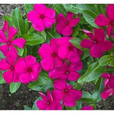 MarkEntegra Leylak Renkli Rozet Çiçeği Tohumu - 15 Tohum