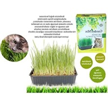 MarkEntegra Kedi Çimi Kutu - Kahverengi, Doğal ve Taze