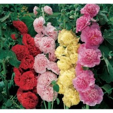 MarkEntegra Katmerli Büyük Çiçekli Karışık Gülhatmi Tohum Seti (5 Adet)