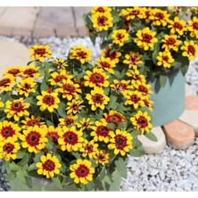 MarkEntegra Sarı Kırmızı Zinnia Tohumu - Mini Çok Çiçekli