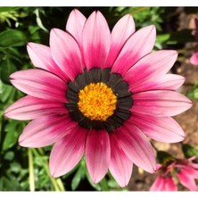 MarkEntegra Pembe Gazanya F1 Tohumu - 10 Adet