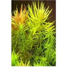 MarkEntegra Limnophila Aromatica Saksı Canlı Bitki