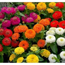 MarkEntegra Büyük Geniş Çiçekli Zinnia Tohum Seti - Karışık Renkler (5 Tohum)