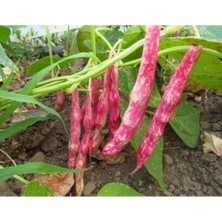 MarkEntegra Doğal Barbunya Tohumu - Yüksek Verim