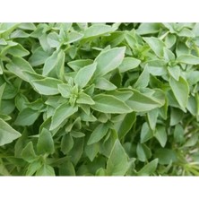 MarkEntegra Top Fesleğen Tohumu - 200+ Tohum, Organik Seçenek