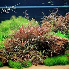 MarkEntegra Hygrophila Pinnatifida Saksı - Canlı Bitki