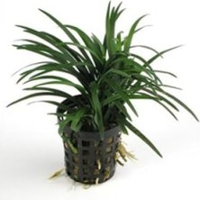 MarkEntegra Ophiopogon Japonica Saksı Canlı Bitki