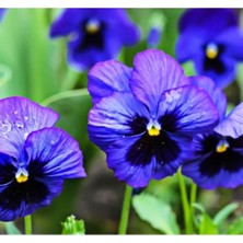 MarkEntegra Mavi Gözlü Menekşe Çiçeği Tohumu - 100 Adet