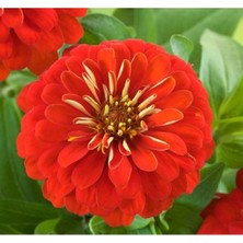 MarkEntegra Büyük Geniş Çiçekli Zinnia Tohumu - Kırmızı (5 Tohum)