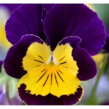 MarkEntegra Sarı Lacivert Menekşe Çiçeği Tohumu - Bahçenizi Renklendirin