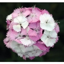 MarkEntegra Pembe Beyaz Renkli Çok Uzun Tek Kat Karanfil Tohumu - 5 Adet