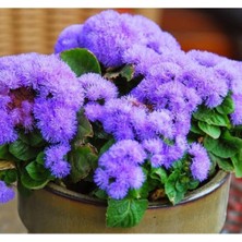 MarkEntegra Iri Vapur Dumanı Çiçeği Tohumu - Kaliteli Seçenek