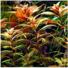 MarkEntegra Proserpinaca Palustris Saksı Canlı Bitki - TR-P300