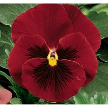 MarkEntegra Kırmızı Siyah Renkli Katlı Hercai Menekşe Tohumu (10 Tohum)